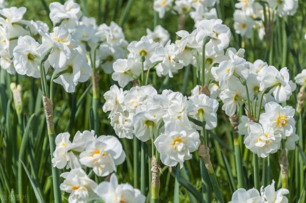 水仙花花语是什么
