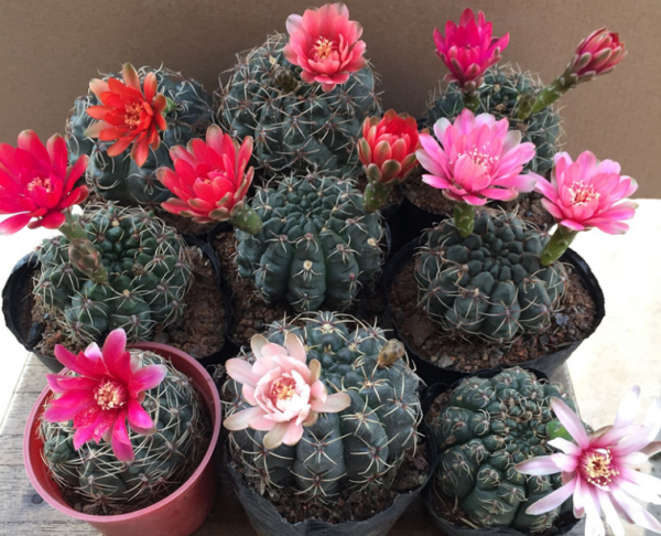 仙人掌怎么移植能活