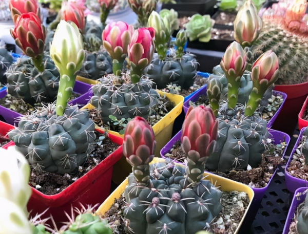 仙人掌怎么移植能活