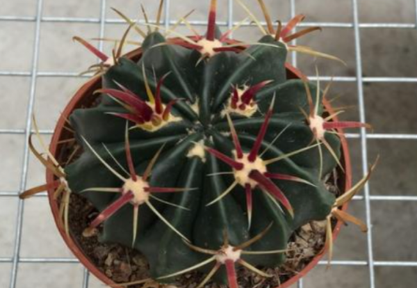 仙人掌怎么移植能活