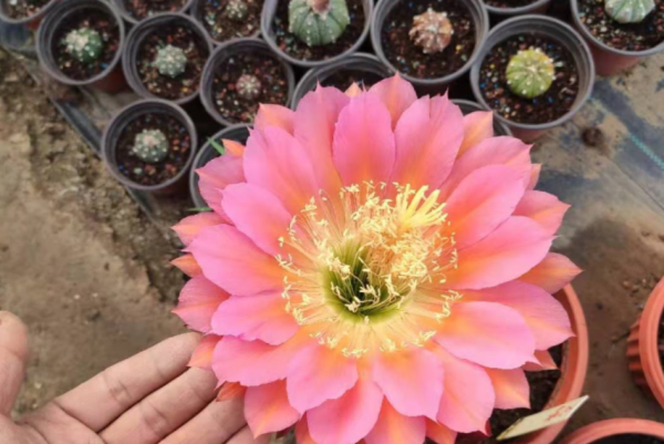 仙人掌怎么移植能活