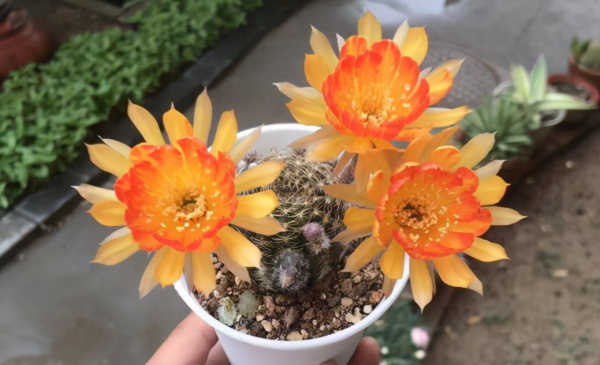 仙人掌怎么移植能活