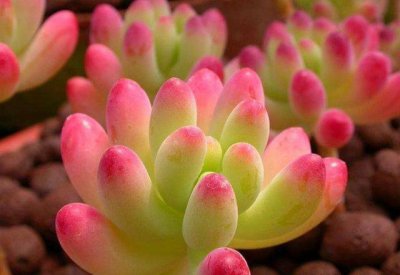 多肉植物虹之玉怎么养 虹之玉多肉的养护小窍门