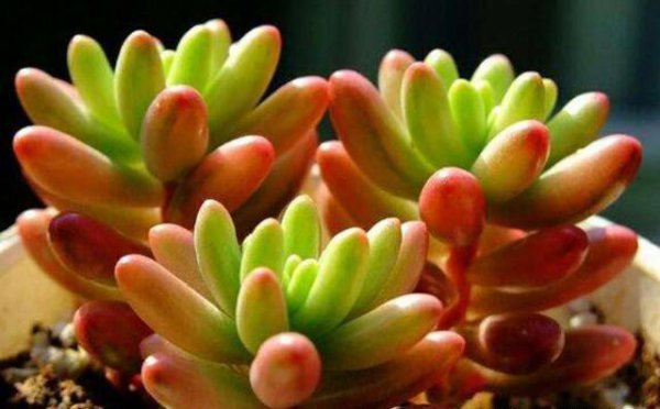多肉植物虹之玉怎么养