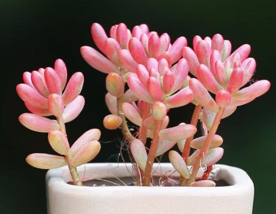 多肉植物虹之玉怎么养