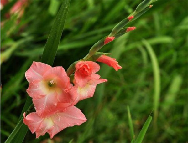 剑兰的花语是什么