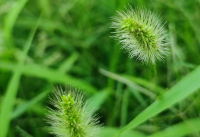 狗尾巴草代表什么象征意义 狗尾巴草的花语和传说