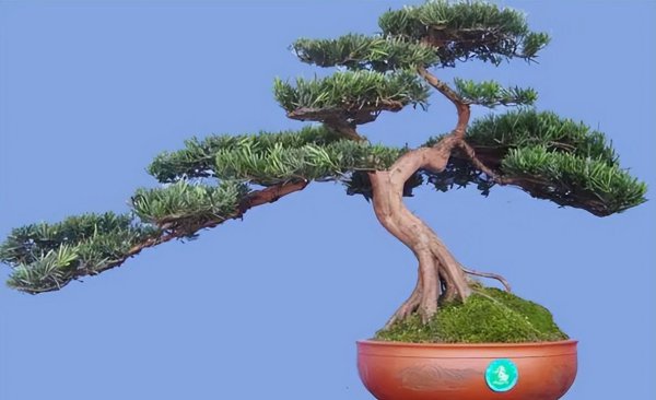 盆栽松树的种类有哪些