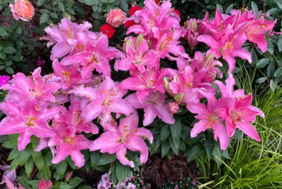 盆栽百合花冬天怎么养 百合花冬季养护知识