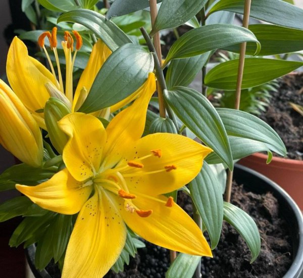 盆栽百合花冬天怎么养