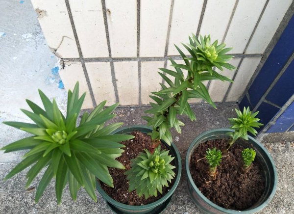 盆栽百合花冬天怎么养