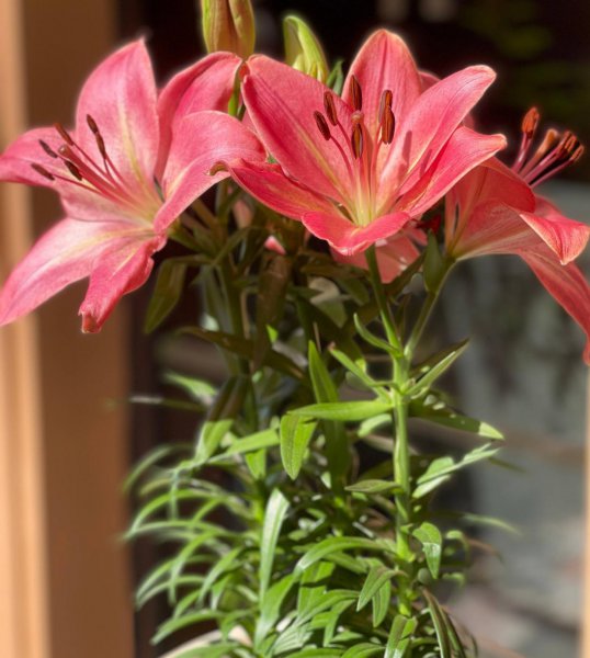 盆栽百合花冬天怎么养