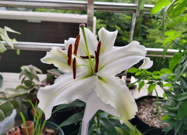 盆栽百合花冬天怎么养