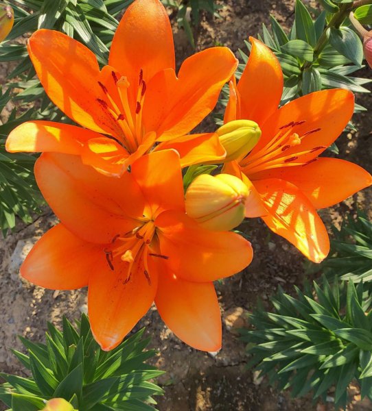 盆栽百合花冬天怎么养