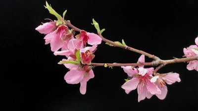 桃花的象征意义是什么 桃花的花语和寓意