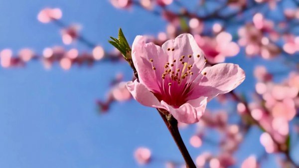 桃花的象征意义是什么
