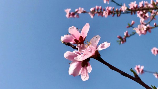 桃花的象征意义是什么