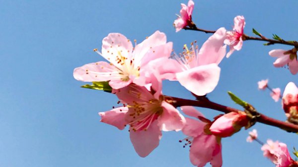 桃花的象征意义是什么