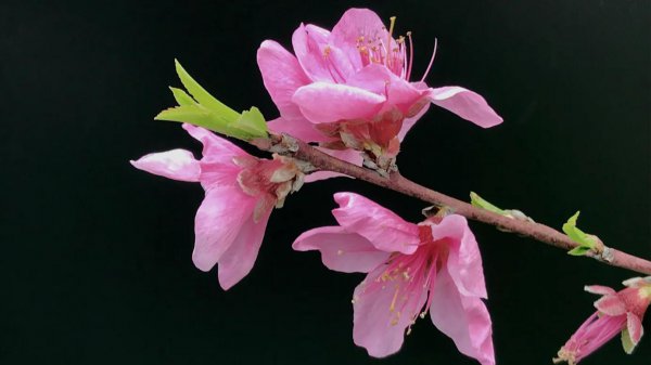 桃花的象征意义是什么