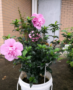 九月开的花有哪些 九月具有代表性的花介绍