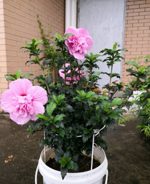 九月开的花有哪些