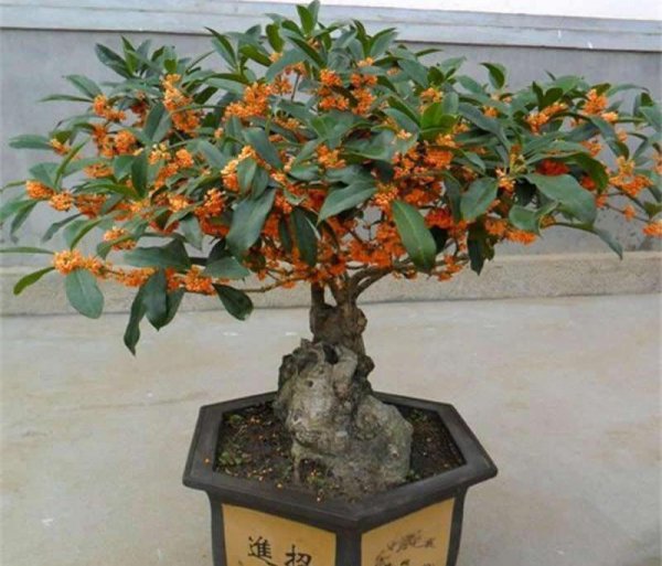 九月开的花有哪些