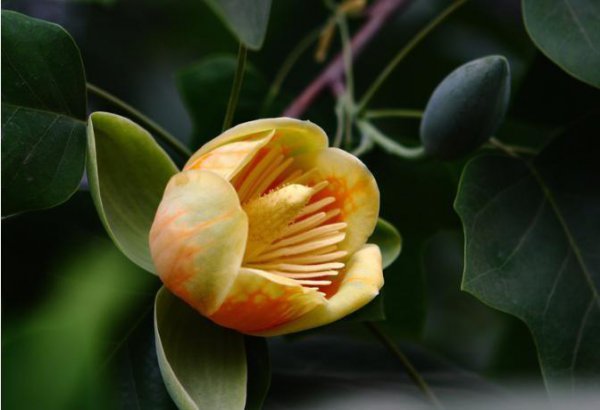 鹅掌楸的花语是什么