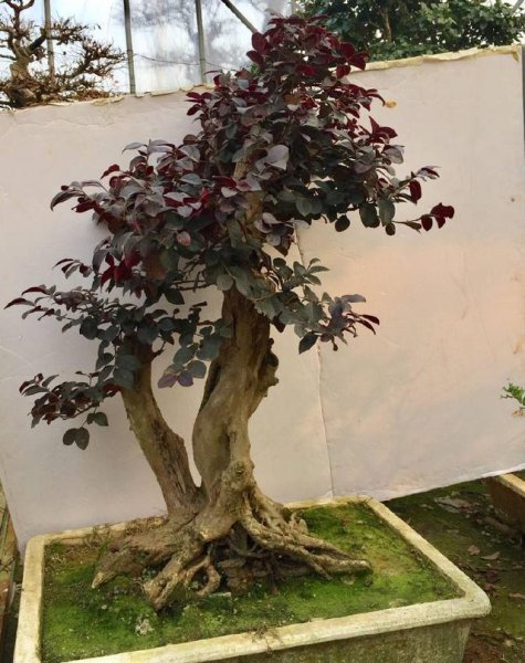 红继木盆景怎么养护