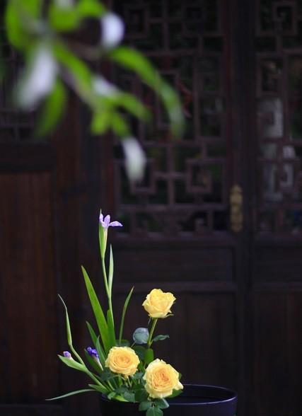 鸢尾花的花语及寓意