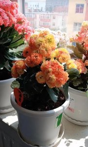 小盆栽植物有哪些品种 室内植物盆景十大排名