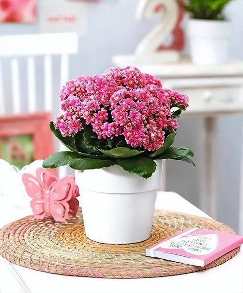 小盆栽植物有哪些品种
