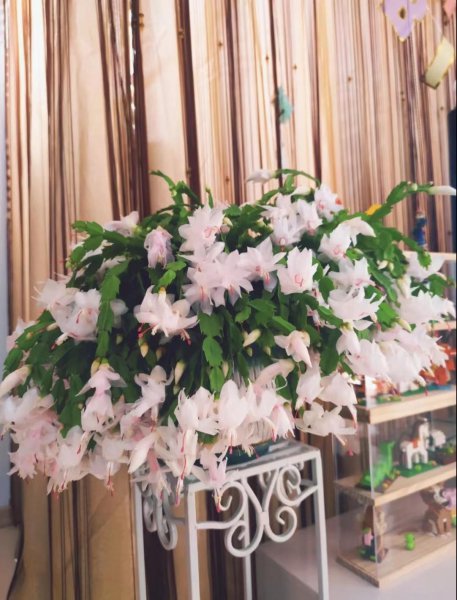 小盆栽植物有哪些品种