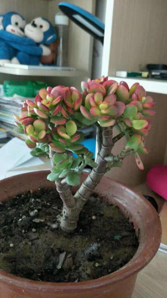 小盆栽植物有哪些品种