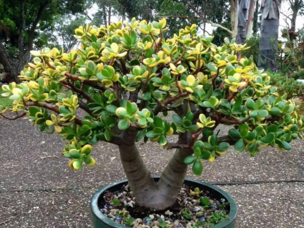 小盆栽植物有哪些品种