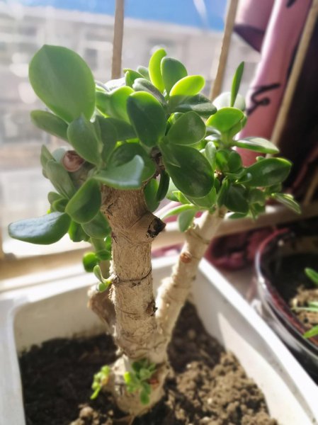 小盆栽植物有哪些品种