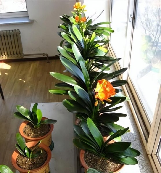 小盆栽植物有哪些品种