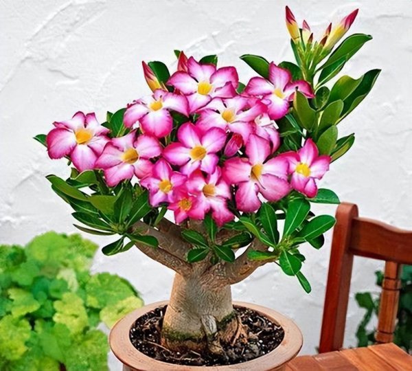 小盆栽植物有哪些品种