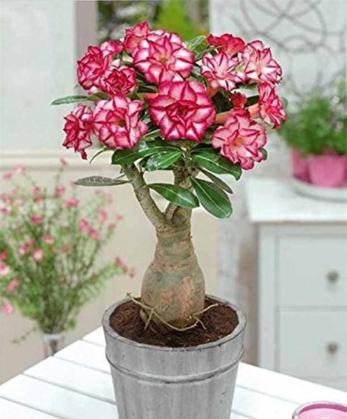 小盆栽植物有哪些品种