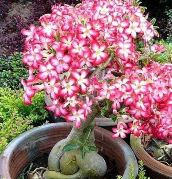 小盆栽植物有哪些品种