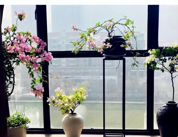 小盆栽植物有哪些品种