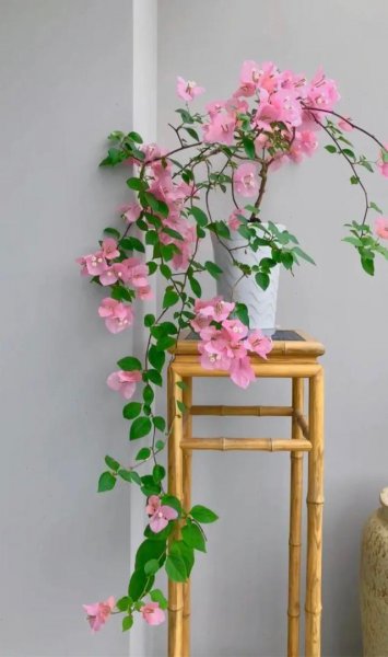 小盆栽植物有哪些品种