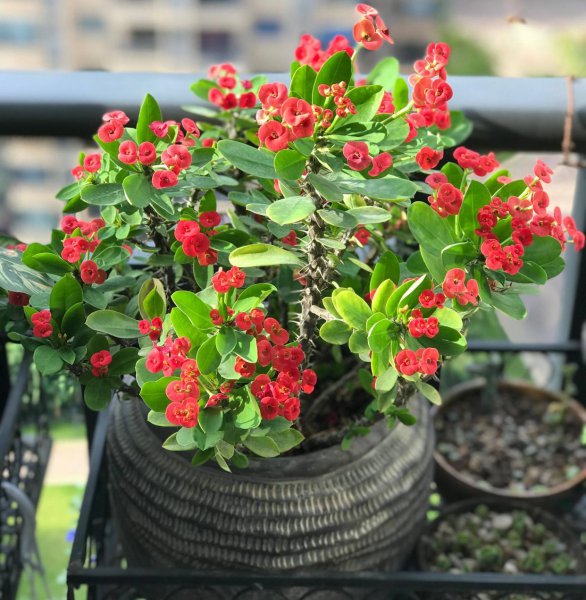 小盆栽植物有哪些品种