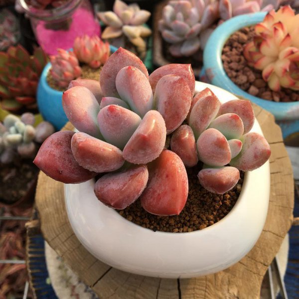 小盆栽植物有哪些品种