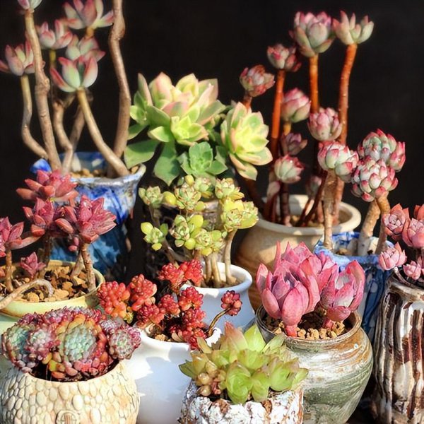 小盆栽植物有哪些品种