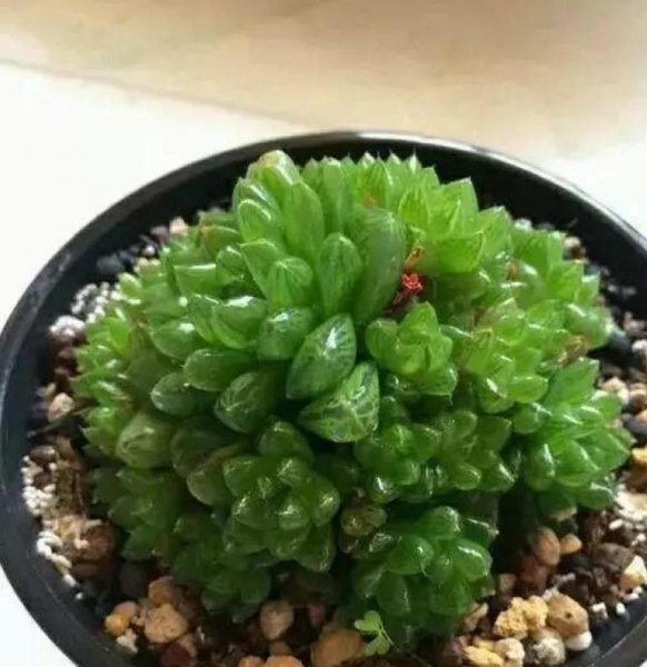 玉露怎么繁殖
