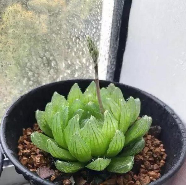 玉露怎么繁殖
