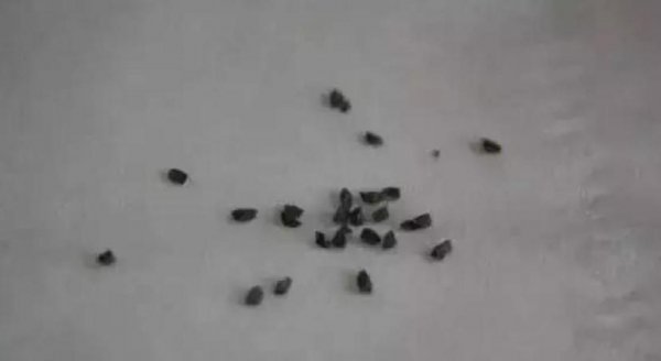 玉露怎么繁殖