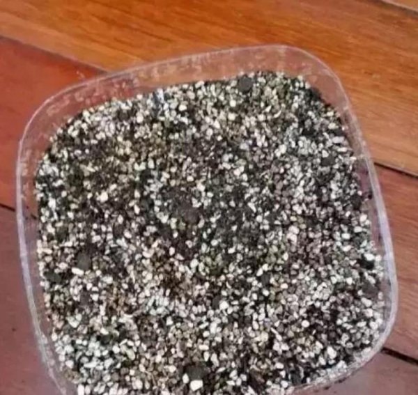 玉露怎么繁殖