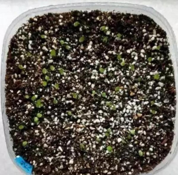 玉露怎么繁殖