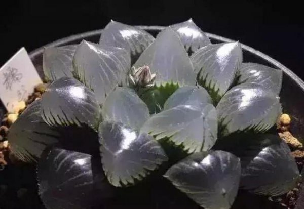 玉露怎么繁殖